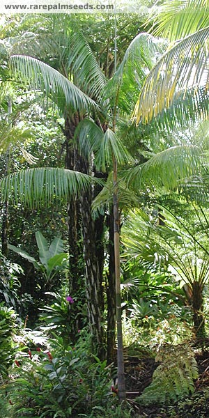 نخل آسای جنگلی